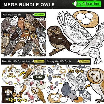 Preview of Owl Types Clip Art Bundle /Commercial use /Owl life cycle Clip Art Bundle