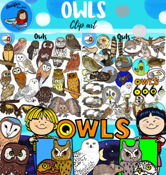 pygmy owl pics clipart