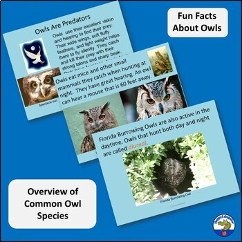 Owls Powerpoint Informational Text And Fun Facts By Happyedugator