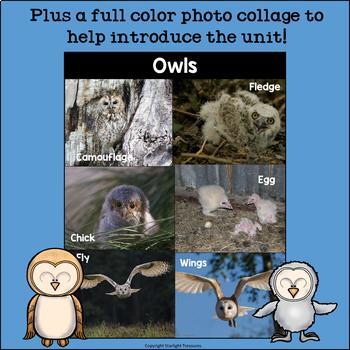 Owls Mini Book for Early Readers - Animal Study by Starlight Treasures