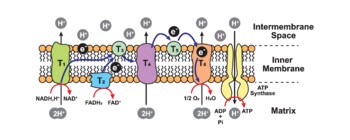 Preview of Oxidative Phosphorylation Scheme. Electron Transport Chain.