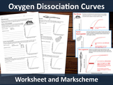 Oxygen Dissociation Curves Worksheet (A-level)