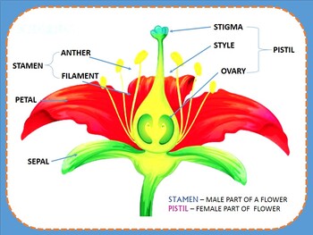 PARTS OF A FLOWER PPT. (6th Graders) by MISS LETTERS | TpT