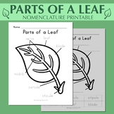 PARTS OF A LEAF PRINTABLE | Spring Botany Science | Montes