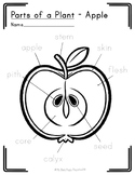 PARTS OF A PLANT - APPLE | Fruit Labeling Printable | Mont