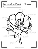 PARTS OF A PLANT - FLOWER | Botany Labeling Printable | Mo