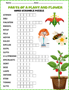 Preview of PARTS OF A PLANT & FLOWER ⭐⭐⭐⭐⭐ Scramble Puzzle Worksheet Activity