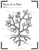 PARTS OF A PLANT | Botany Labeling Printable | Montessori 