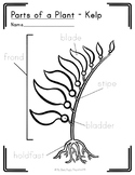 PARTS OF A PLANT - KELP | Oceanography Seaweed Printable M