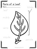 PARTS OF A PLANT - LEAF | Botany Labeling Printable | Mont