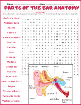 Preview of PARTS OF THE EAR Anatomy Word Search Puzzle Activity ⭐No Prep ⭐
