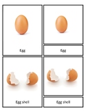 PARTS OF THE EGG