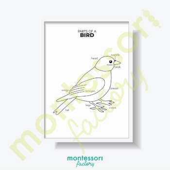 Preview of PARTS of a BIRD Science Kid Room Wall Art Montessori Educational Poster Chart