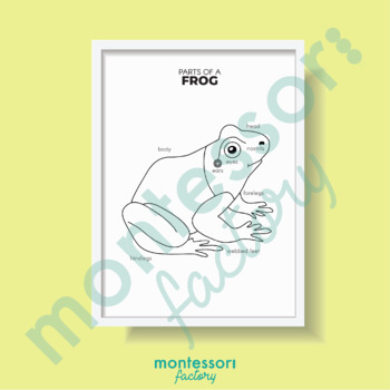 PARTS of a FROG Science Kid Room Wall Art Montessori Educational Poster ...