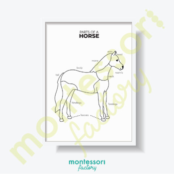 Preview of PARTS of a HORSE Science Kid Room Wall Art Montessori Educational Poster Chart