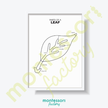 Preview of PARTS of a LEAF Science Kid Room Wall Art Montessori Educational Poster Chart
