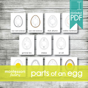 Preview of PARTS of an EGG | MONTESSORI Printable Nomenclature Three Part Cards