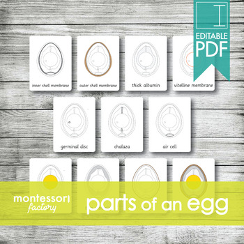 Parts Of An Egg Label Worksheets Teaching Resources Tpt