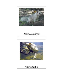 Preview of PECS 40 Canadian animals Flash cards