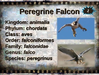 Amazing facts about Falcon birds