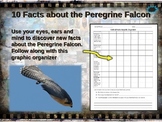 PEREGRINE FALCON: 10 facts. Fun, engaging PPT (w links & f