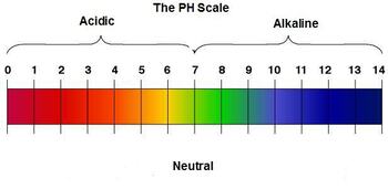 Preview of PH Note Guide (AP Biology/Honors Level)