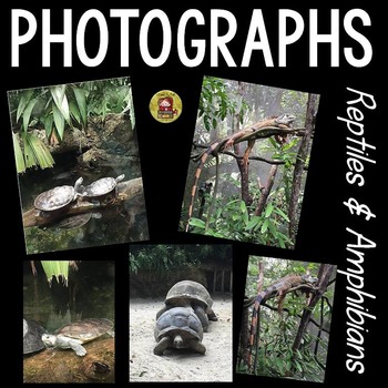 Preview of PHOTOS - REPTILES AND AMPHIBIANS