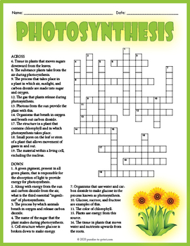 Preview of PHOTOSYNTHESIS & CELLULAR RESPIRATION Crossword Puzzle Worksheet Activity