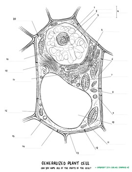 PLANT Cell Biology- coloring sheet and anatomy worksheet by SCIENCE ...