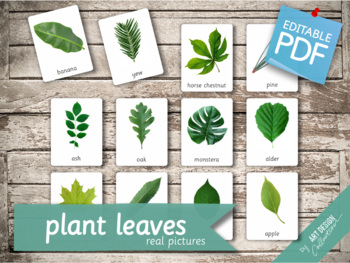 Preview of PLANT LEAVES (real pictures) • 32 Editable Montessori 3-part Cards • Flash Cards