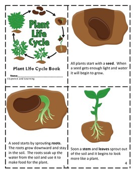 Preview of PLANT LIFE CYCLE Mini Reader, Vocabulary Cards, & Foldable