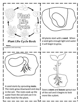 PLANT LIFE CYCLE Mini Reader, Vocabulary Cards, & Foldable | TpT