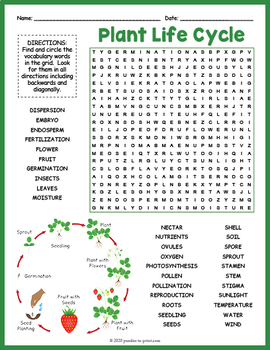 Preview of PLANT LIFE CYCLE Word Search Puzzle Worksheet Activity - 4th,5th,6th,7th Grade
