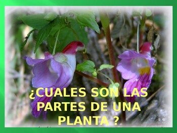 PARTS OF A PLANT IN SPANISH by Maria Gaviria | TPT