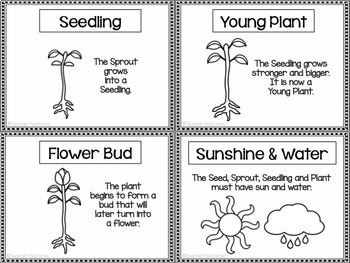 FLOWER LIFE CYCLE by Teacher Features | Teachers Pay Teachers