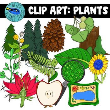 Preview of PLANTS CLASSIFICATION CLIP ART: 26 PNG IMAGES- COLOR AND BW
