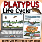 PLATYPUS AUSTRALIAN ANIMAL LIFE CYCLE BOOM DIGITAL CARDS: 