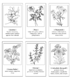 PLants Herbs Bookmark