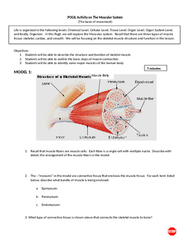 Preview of Group Activity on The Muscular System