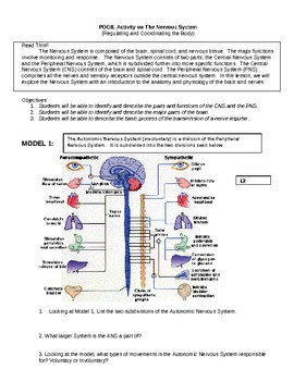 Preview of Group Activity on The Nervous System