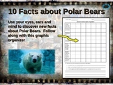 POLAR BEAR: 10 facts. Fun, engaging PPT (w links & free gr