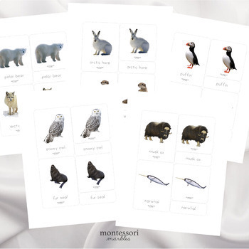 POLAR WINTER ANIMALS Montessori Nomenclature 3 Part Cards by Montessori  Marbles