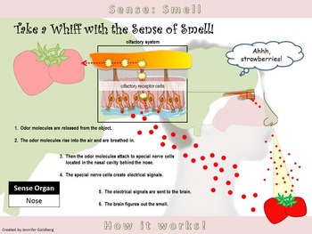 Preview of POSTER: Sense of Smell: Simple Version (Sense Organ - Nose)