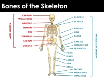 PPT - Skeletal System Introduction - Bone Structure, Skeleton, Joints