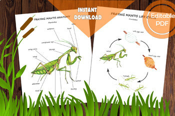 Preview of PRAYING MANTIS ANATOMY AND LIFE CYCLE, Body parts, diagram and activities
