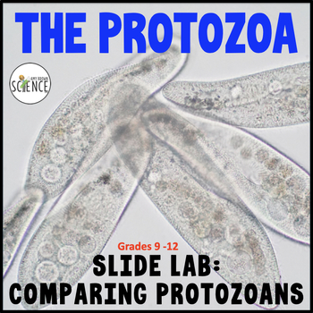 Preview of PROTOZOA SLIDE LAB - A Protista Kingdom Lab Activity