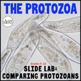 PROTOZOA SLIDE LAB - A Protista Kingdom Lab Activity