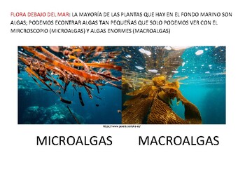 Preview of PROYECTO ANIMALES MARINOS