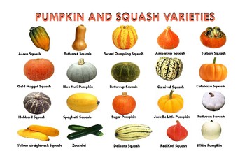 Preview of PUMPKIN AND SQUASH VARIETIES POSTER:  "Ledger/Tabloid" (11 x 17 inches)