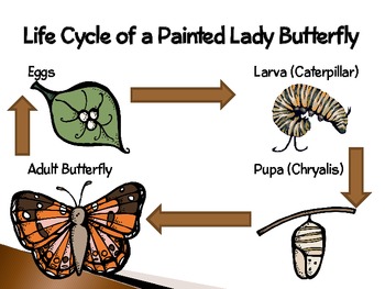 painted lady caterpillar diagram